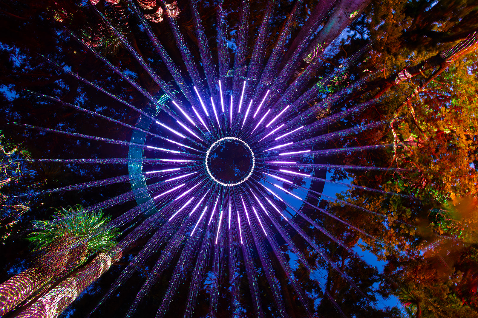 Eye of the Forest hero image