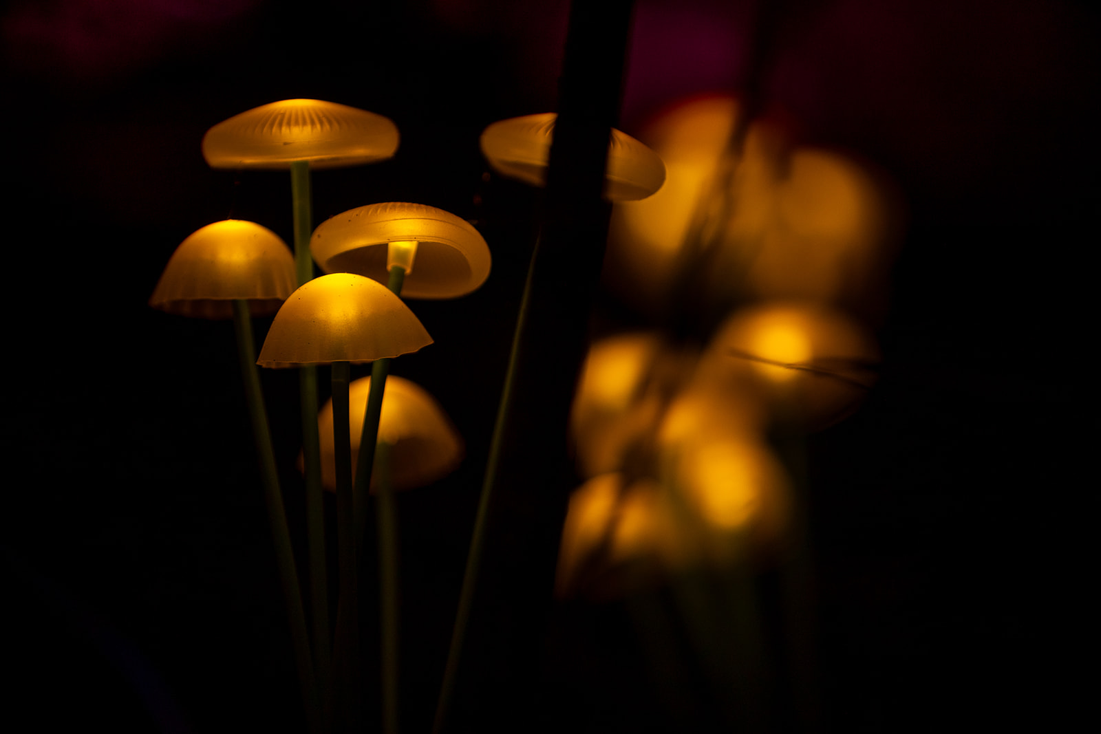 Luminous Woods hero image